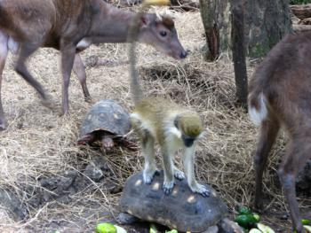 A monkey sitting on a tortoise in a Barbados reserve. Photo by Mary Taylor